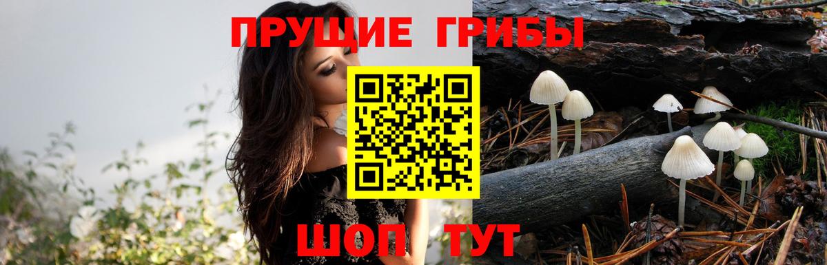 Ярославль  наркошоп  Вход с VPN  Псилоцибиновые грибы GOLDEN TEACHER 